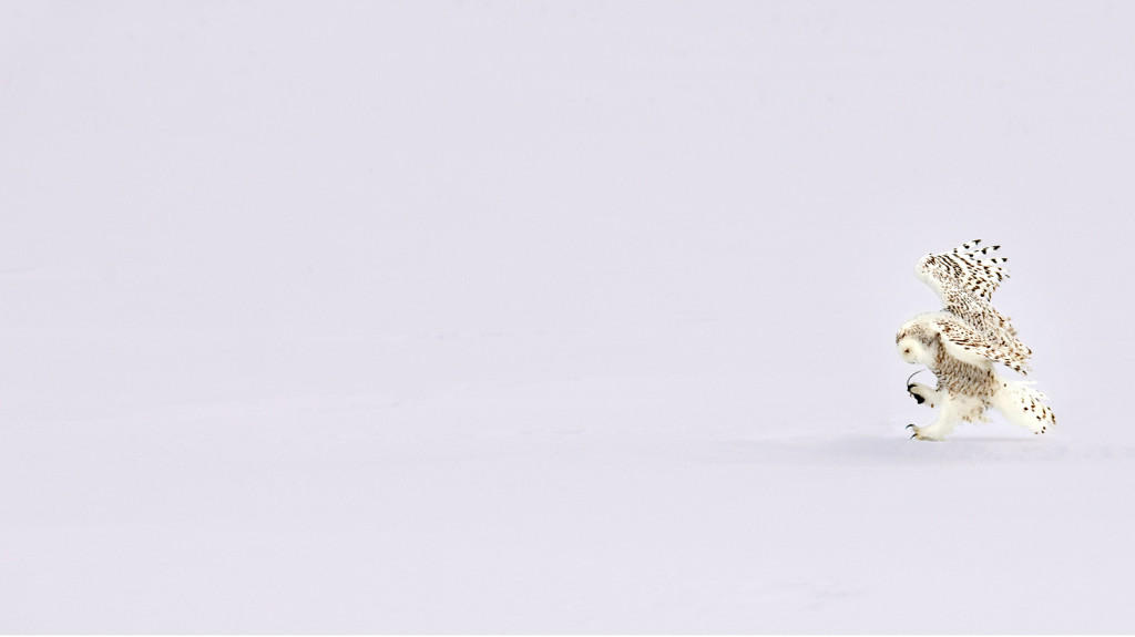 Snowy Owl searching for prey in Quebec
