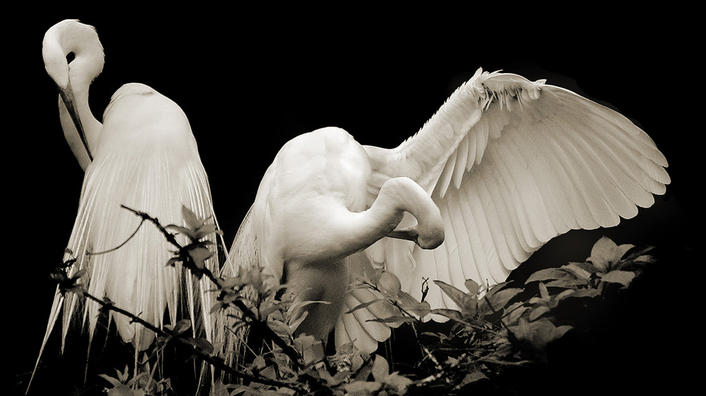 Egrets in New Orleans